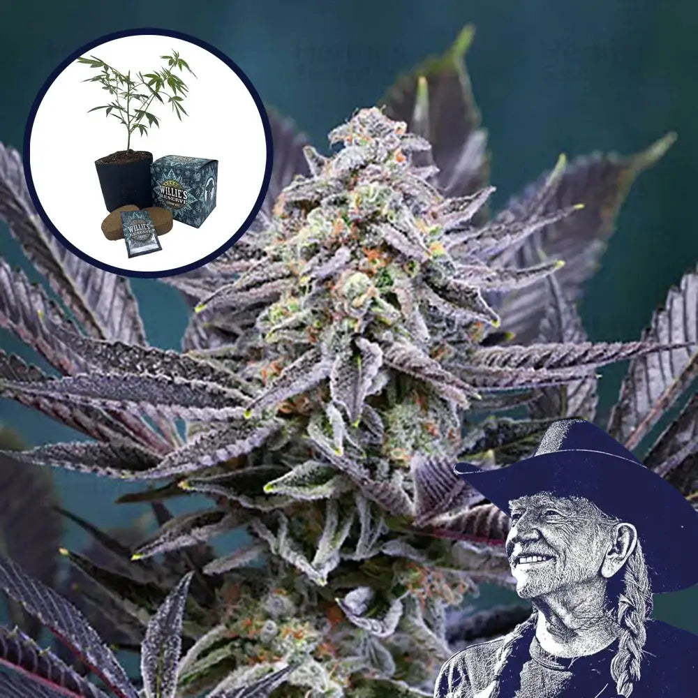 Deep Purple High Yield Grow Kit