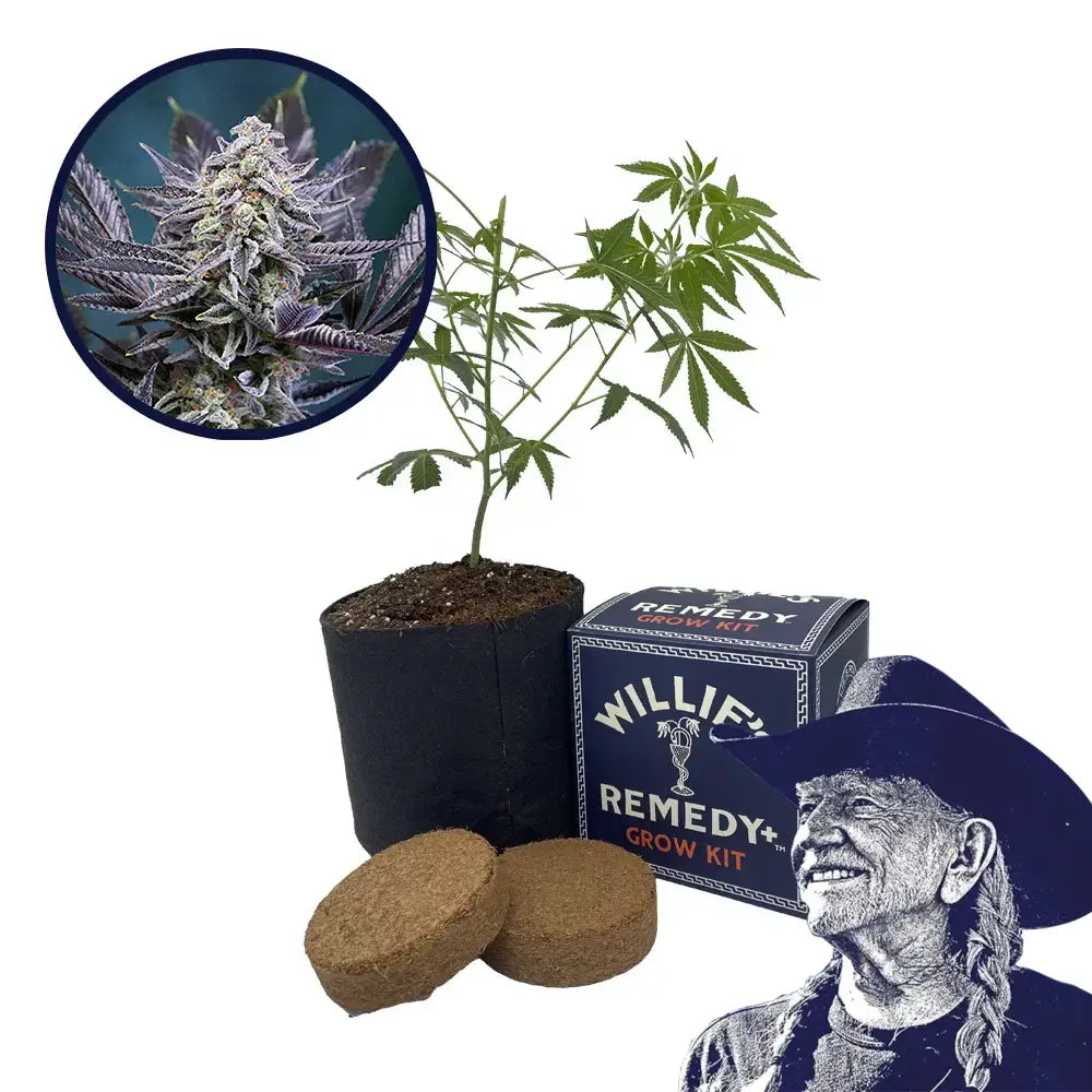 Deep Purple Strain Grow Kit