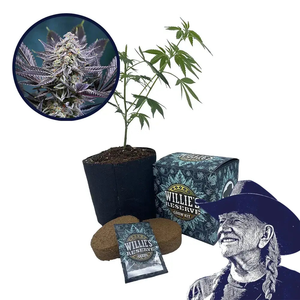 Deep Purple Strain High Yield Grow Kit