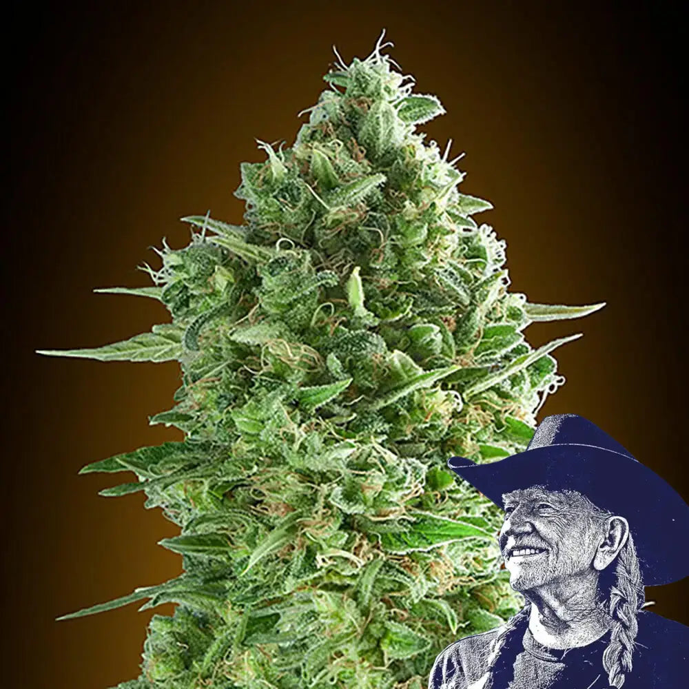 Do-Si-Dos