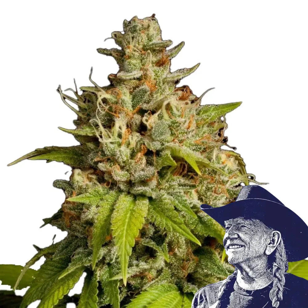 Durban Poison