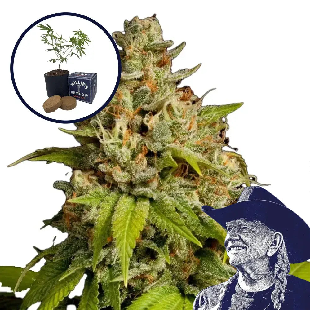 Durban Poison Grow Kit (THCA)