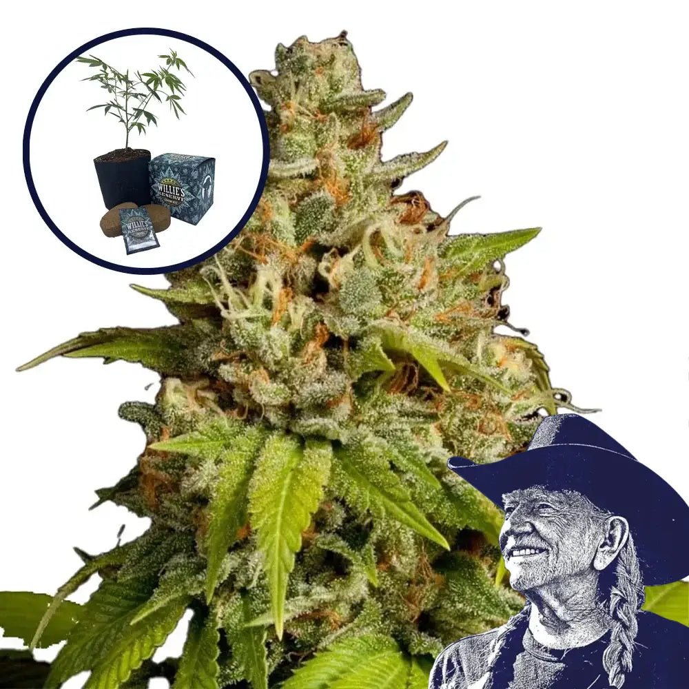 Durban Poison High Yield Grow Kit