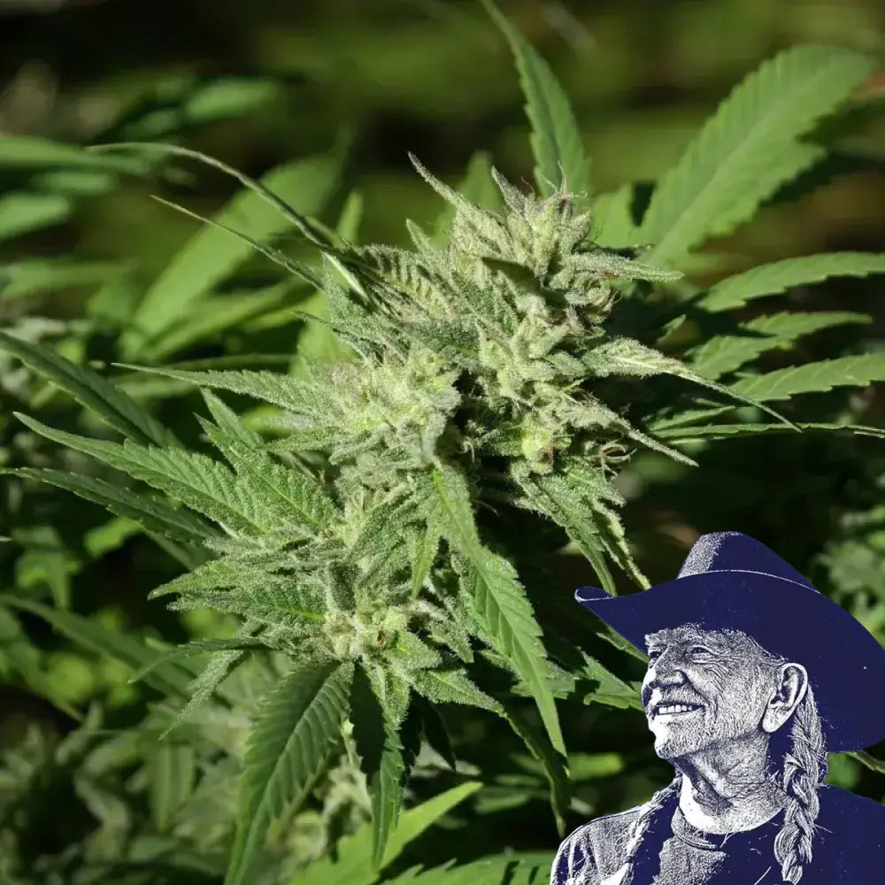 Dutch Treat Auto