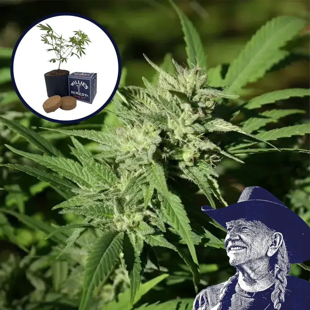 Dutch Treat Grow Kit