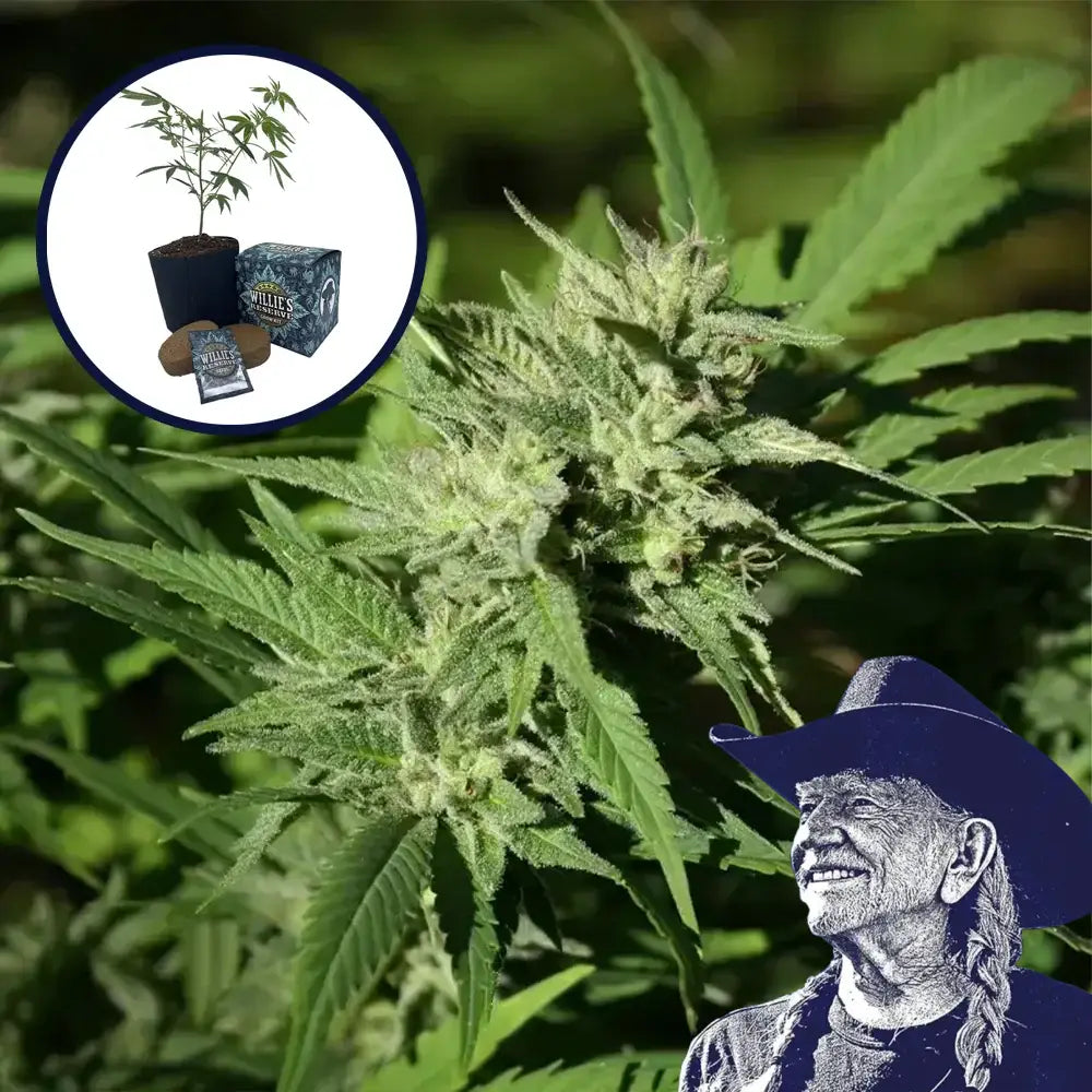 Dutch Treat High Yield Grow Kit