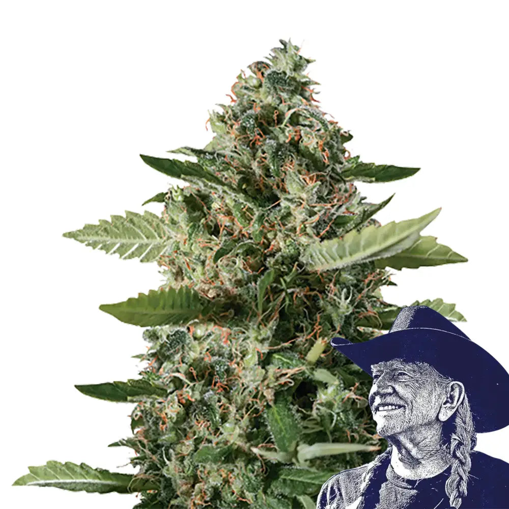 East Coast Sour Diesel Auto