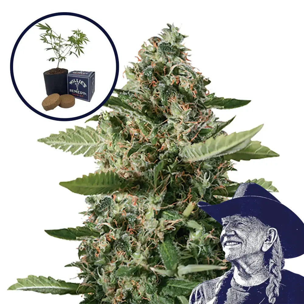 East Coast Sour Diesel Grow Kit