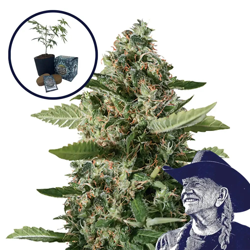 East Coast Sour Diesel High Yield Grow Kit