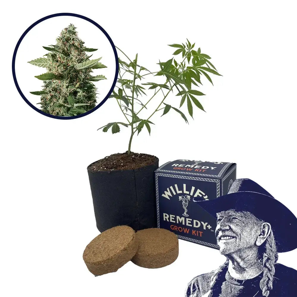 East Coast Sour Diesel Strain Grow Kit