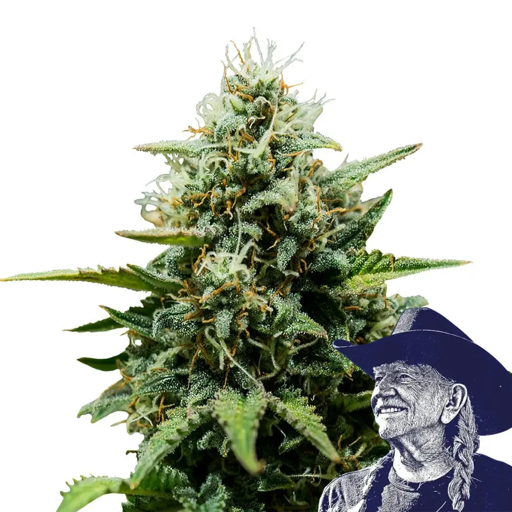 Fat Banana Auto