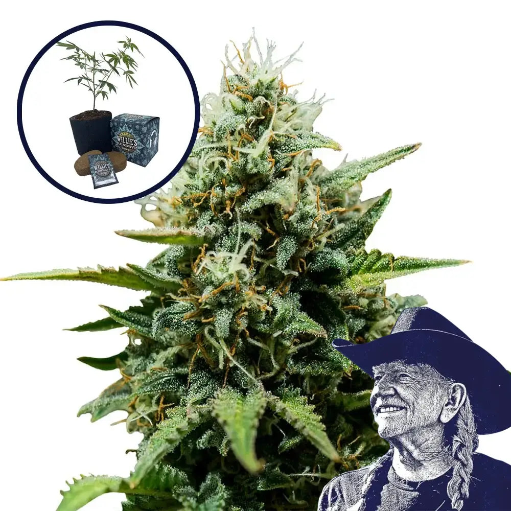 Fat Banana High Yield Grow Kit