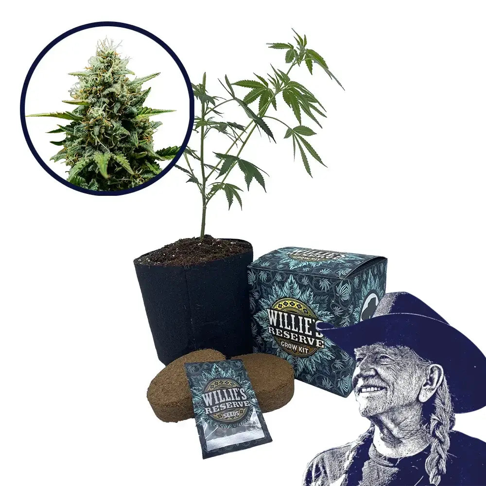 Fat Banana Strain High Yield Grow Kit