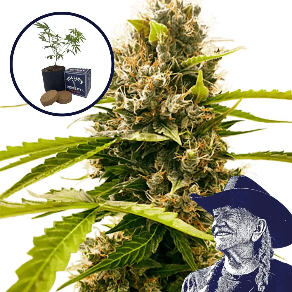 Fat Cheetah Grow Kit