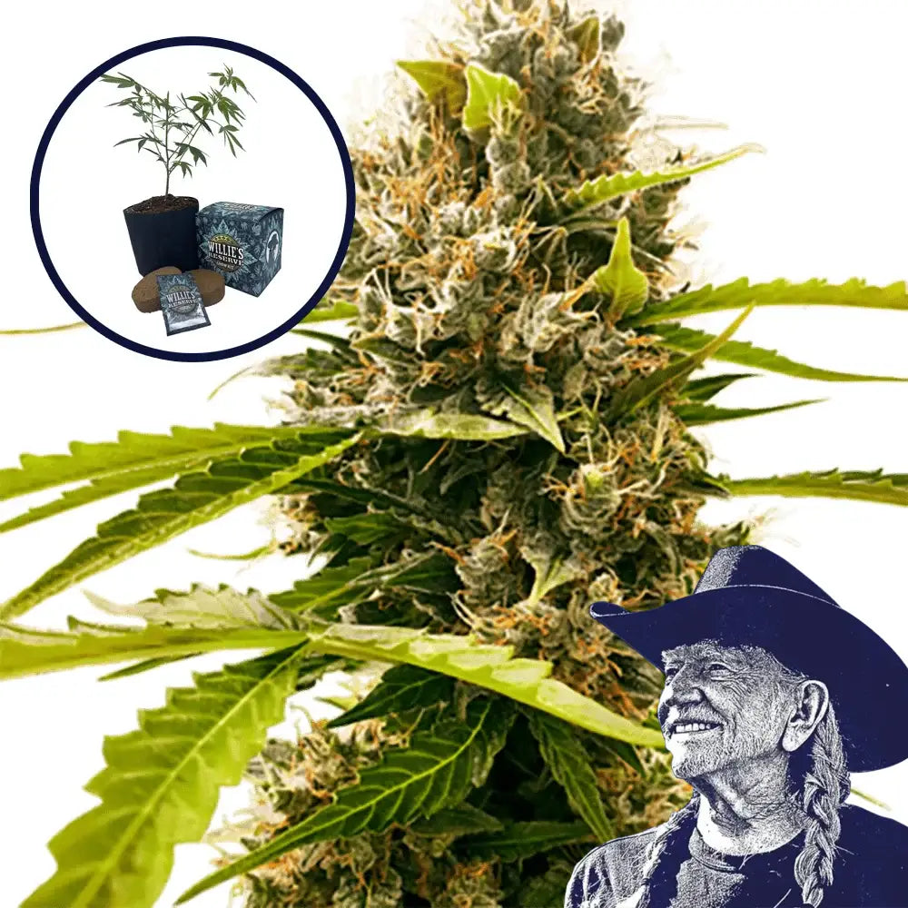 Fat Cheetah High Yield Grow Kit