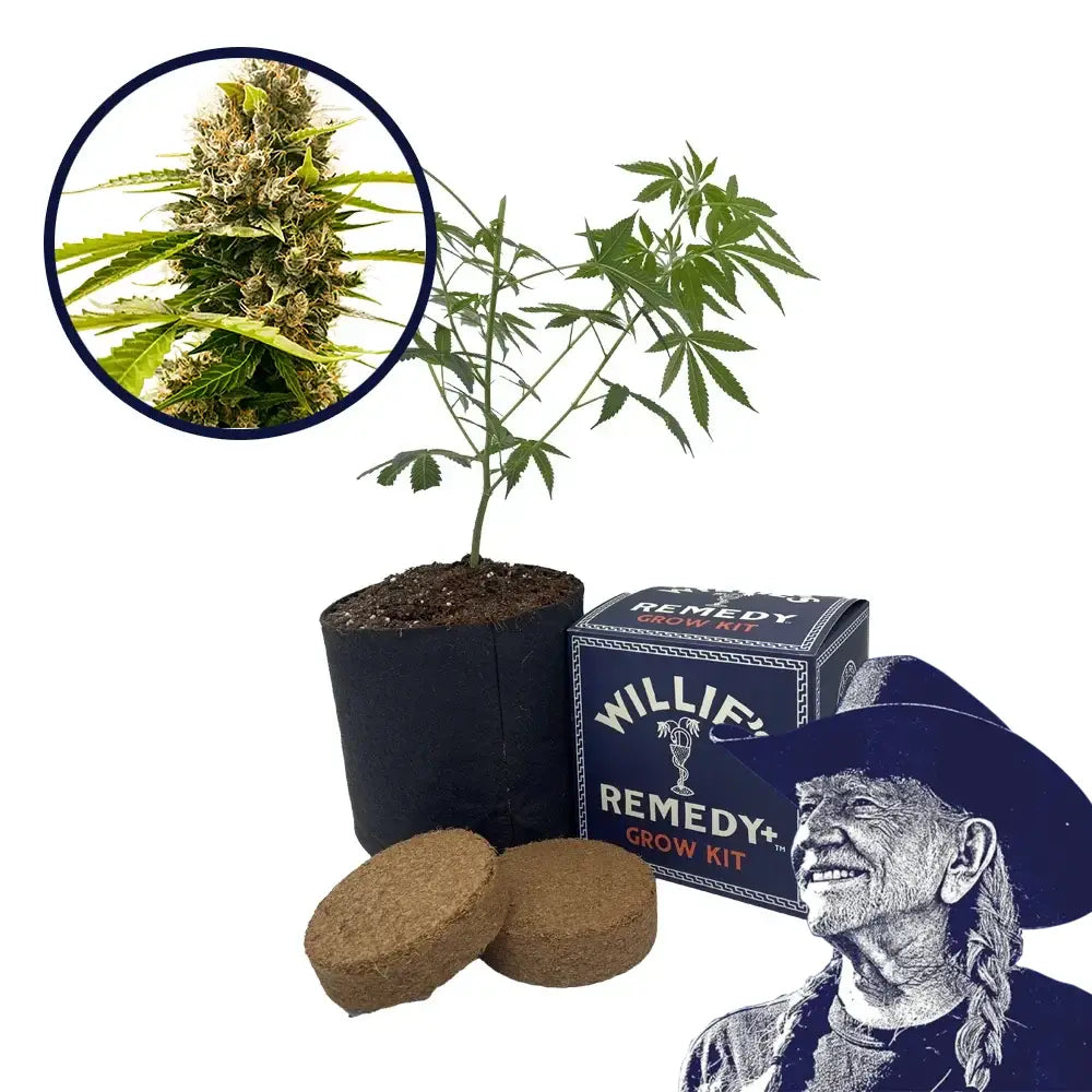 Fat Cheetah Strain Grow Kit