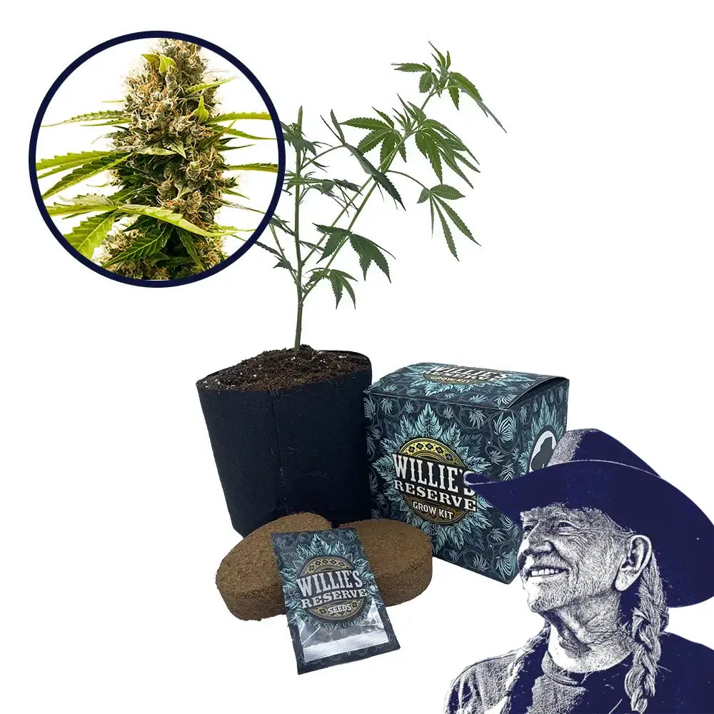 Fat Cheetah Strain High Yield Grow Kit