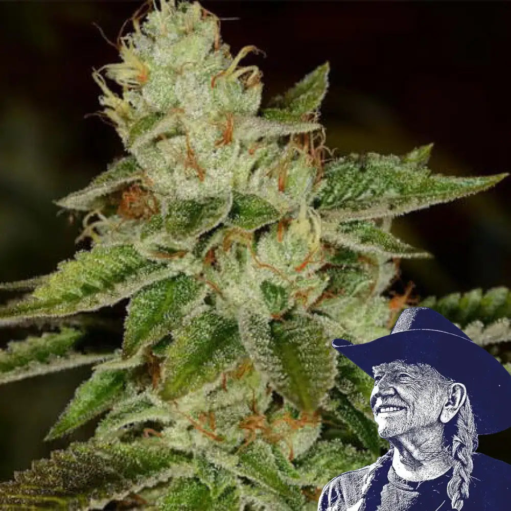 Fire OG Auto