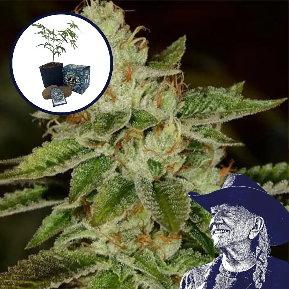 Fire OG High Yield Grow Kit
