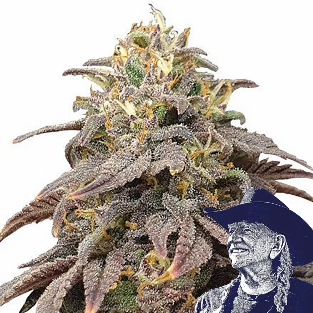 Forbidden Fruit