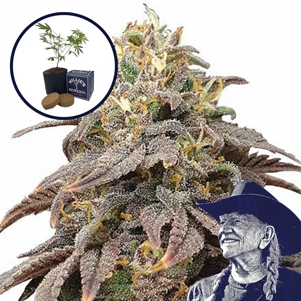 Forbidden Fruit Grow Kit (THCA)