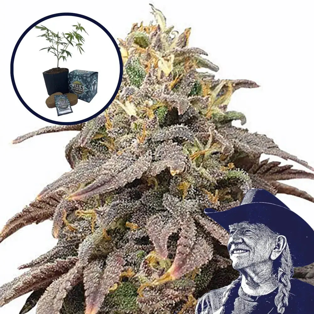 Forbidden Fruit High Yield Grow Kit (THCA)