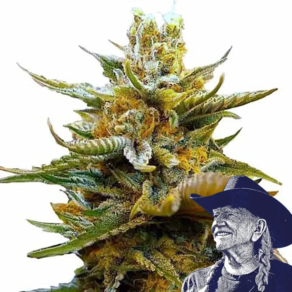 G13 Auto