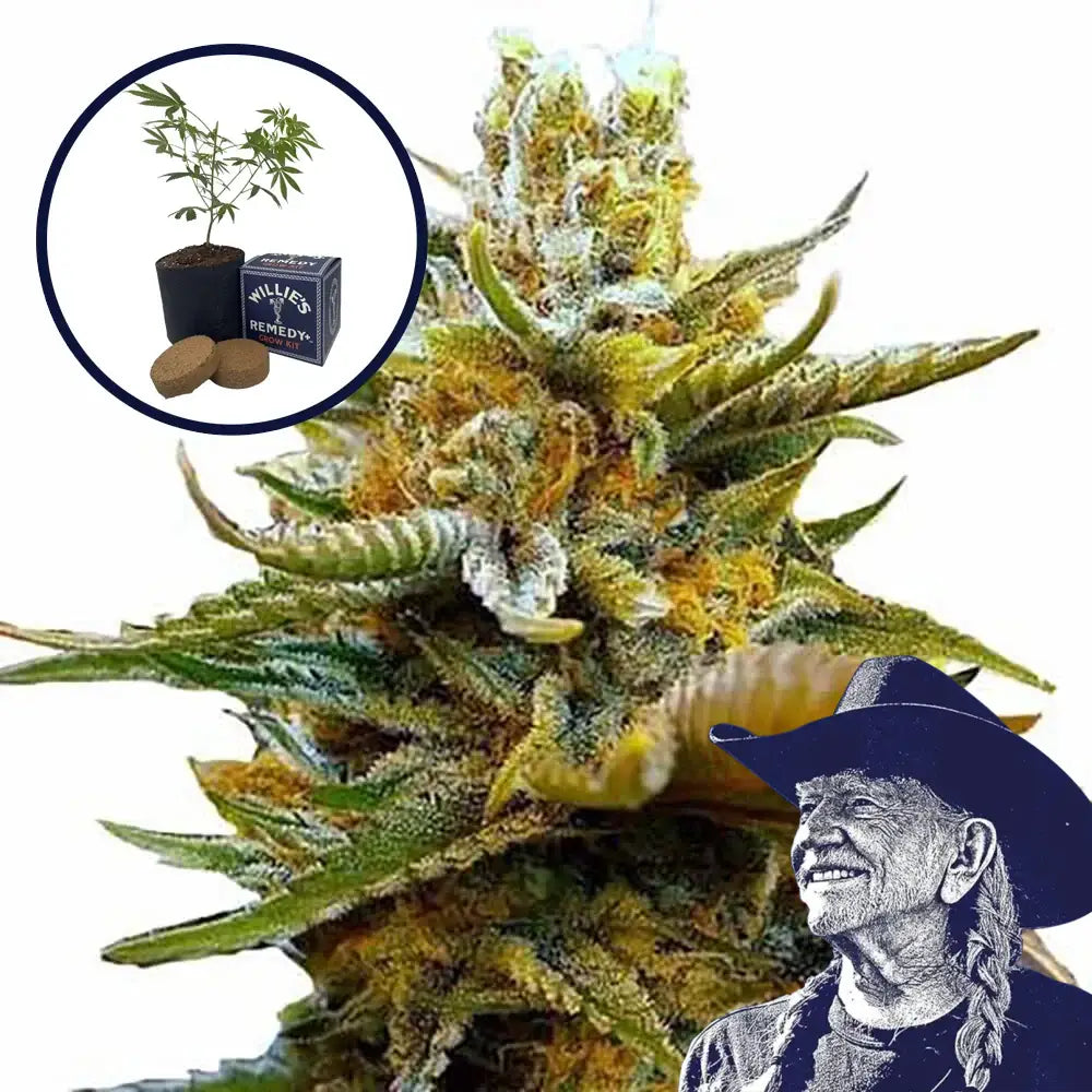 G13 Grow Kit