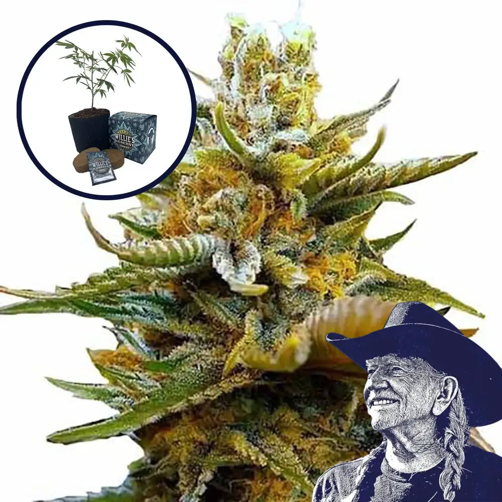 G13 High Yield Grow Kit