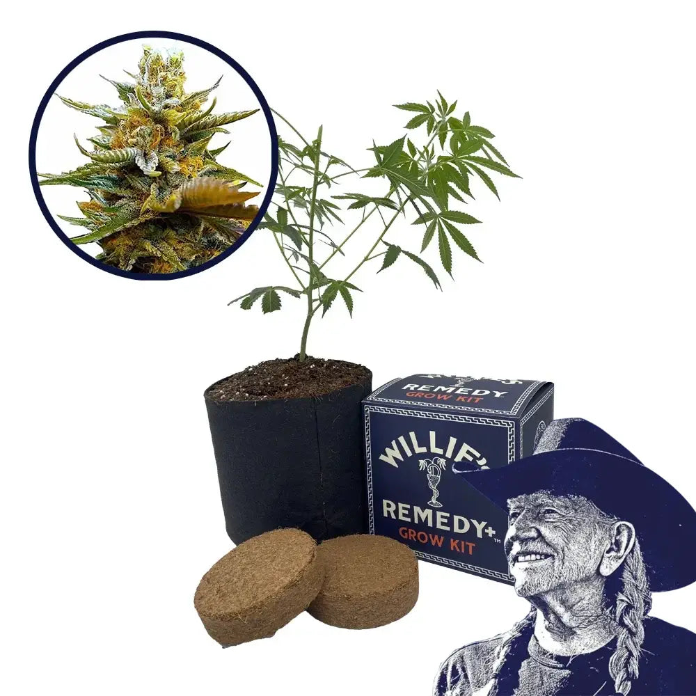 G13 Strain Grow Kit