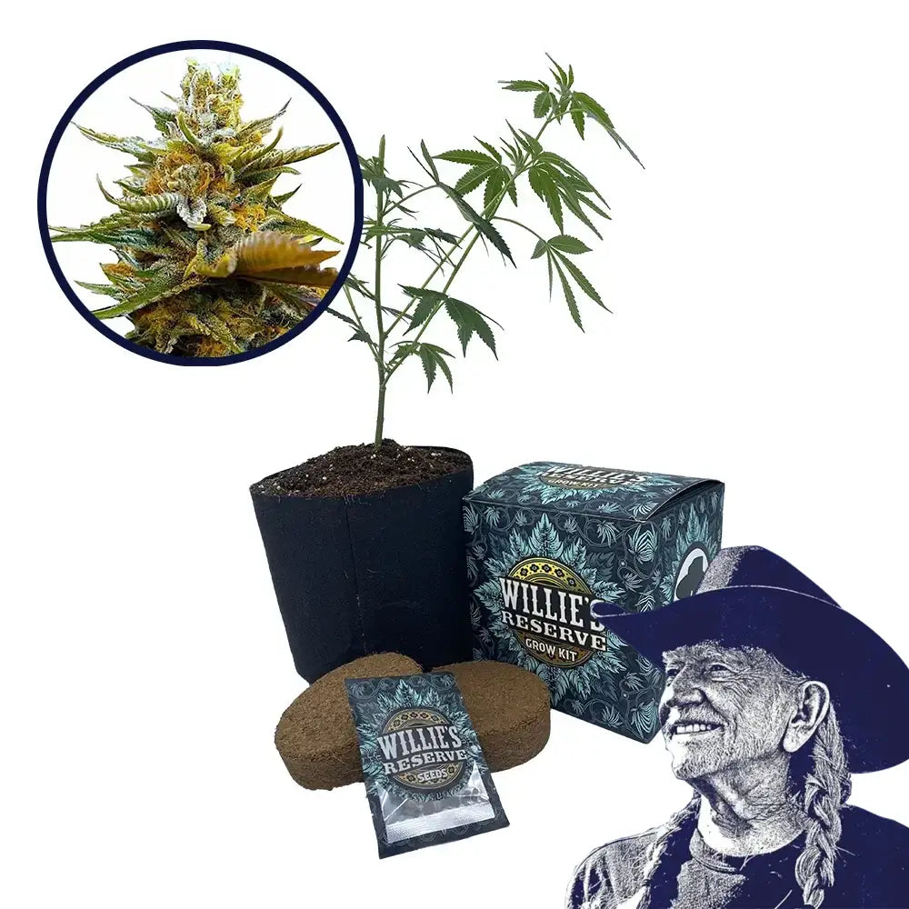 G13 Strain High Yield Grow Kit