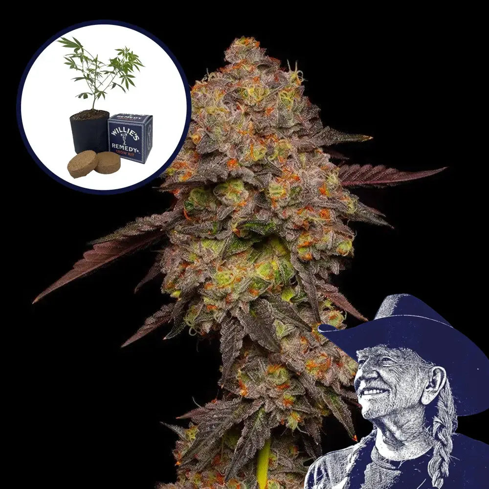 Gary Payton Grow Kit THCA Seeds