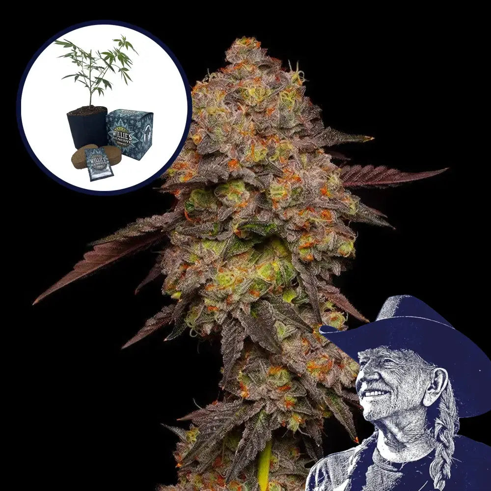Gary Payton High Yield Grow Kit Seeds