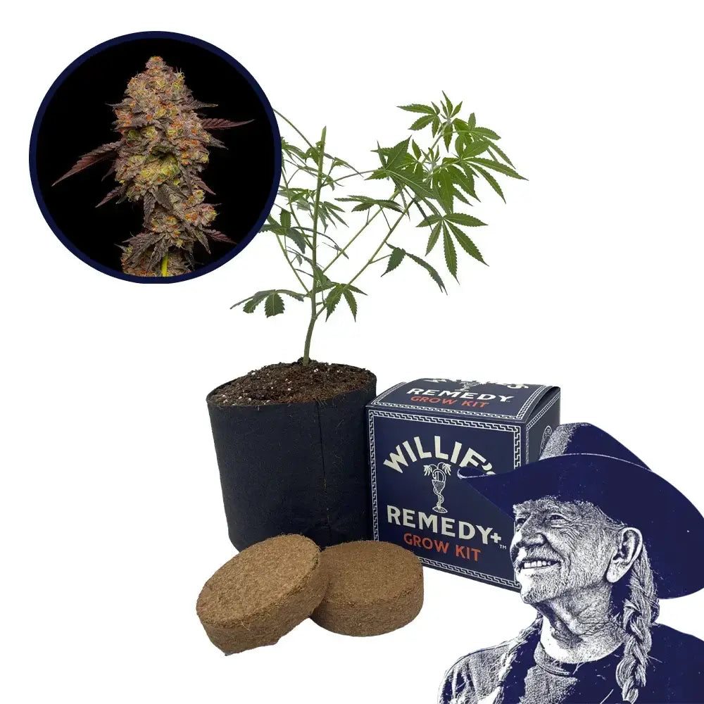 Gary Payton Strain Grow Kit THCA Seeds