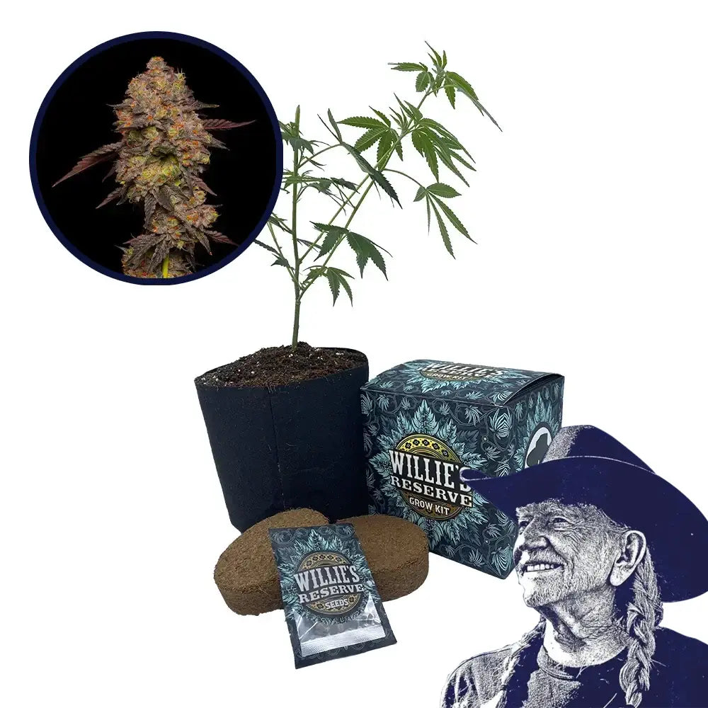 Gary Payton Strain High Yield Grow Kit THCA Seeds