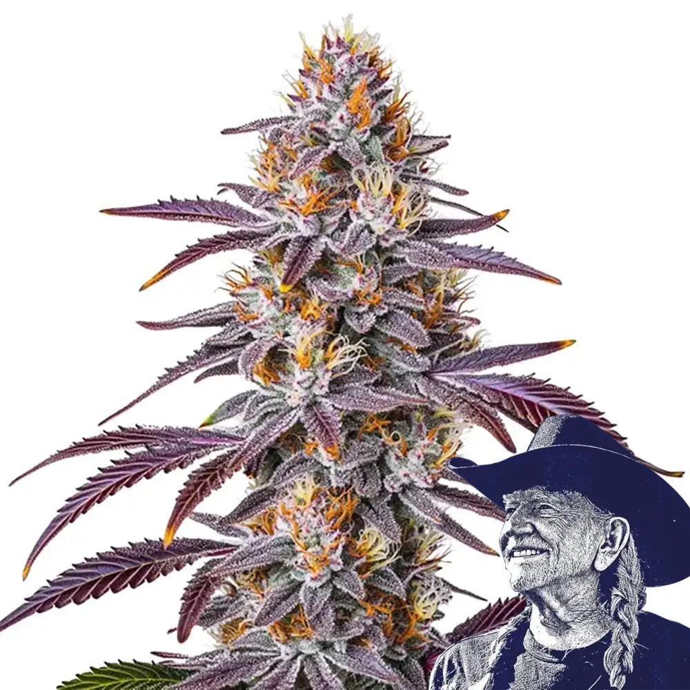 Gelato 33