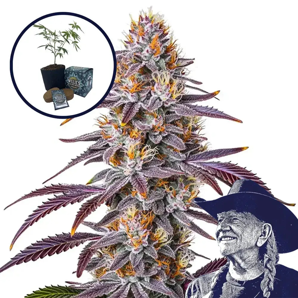 Gelato 33 High Yield Grow Kit