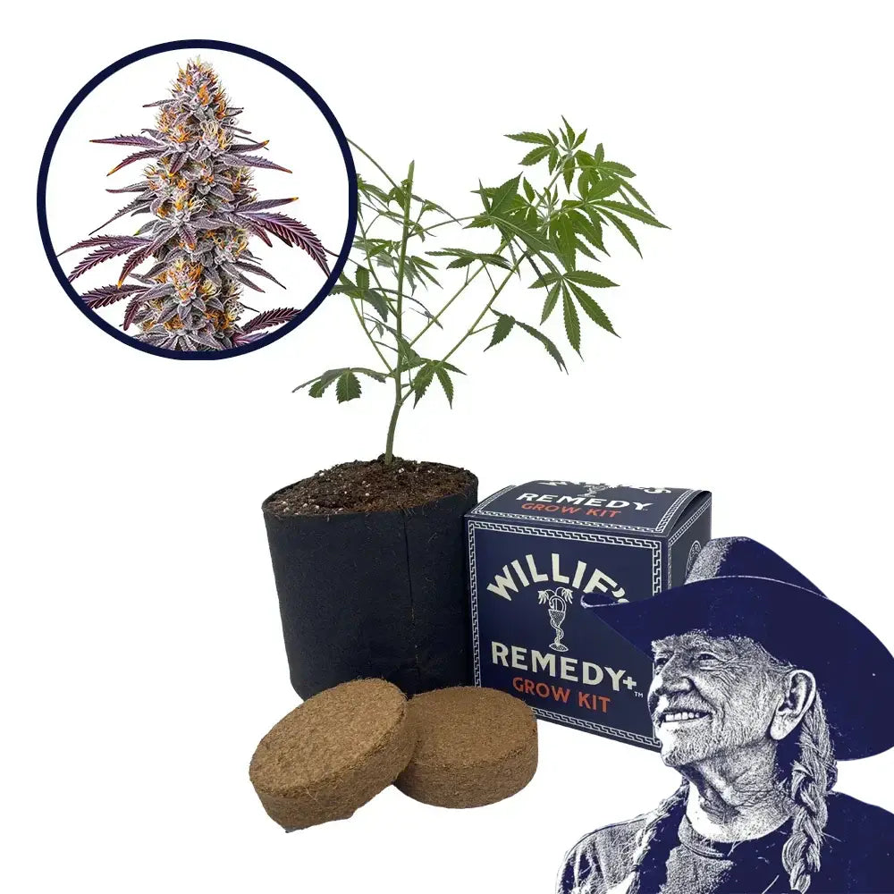 Gelato 33 Strain Grow Kit