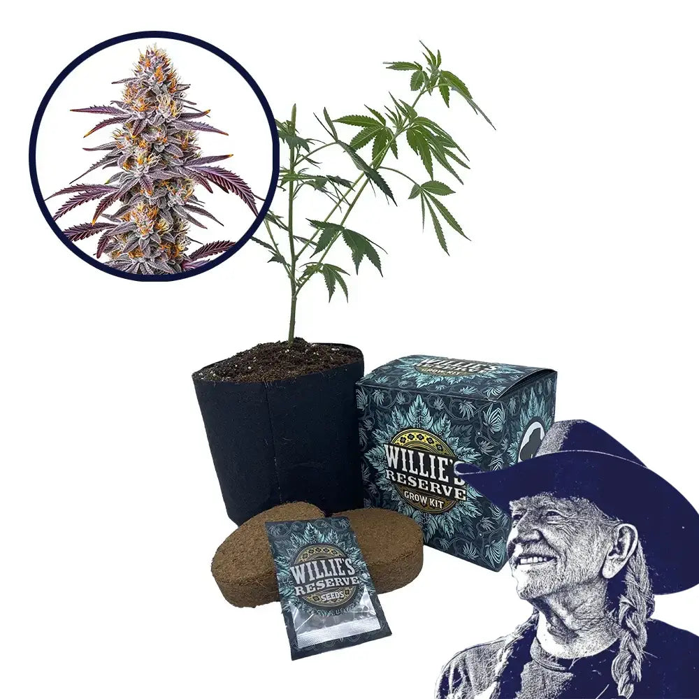 Gelato 33 Strain High Yield Grow Kit