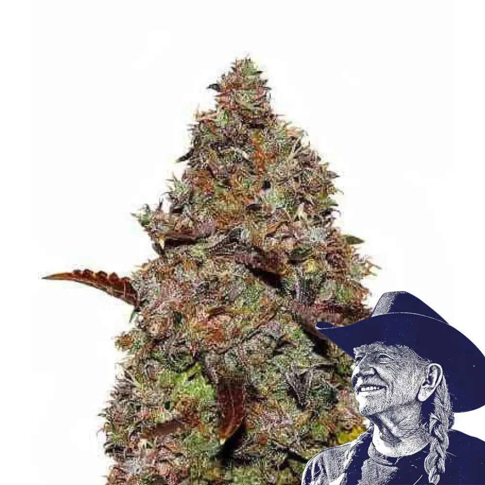 Gelato Auto