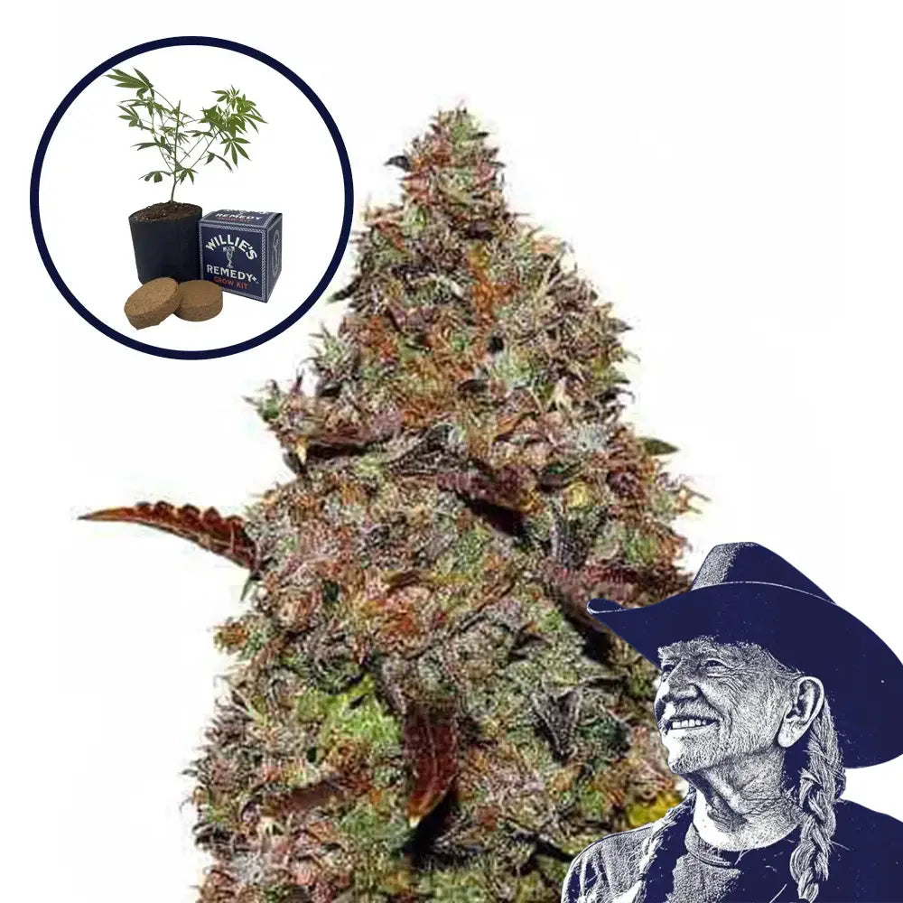 Gelato Grow Kit