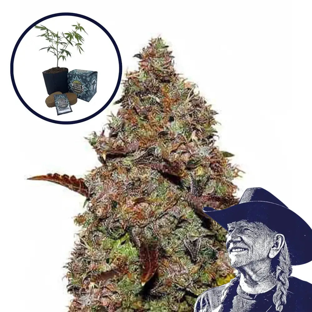 Gelato High Yield Grow Kit
