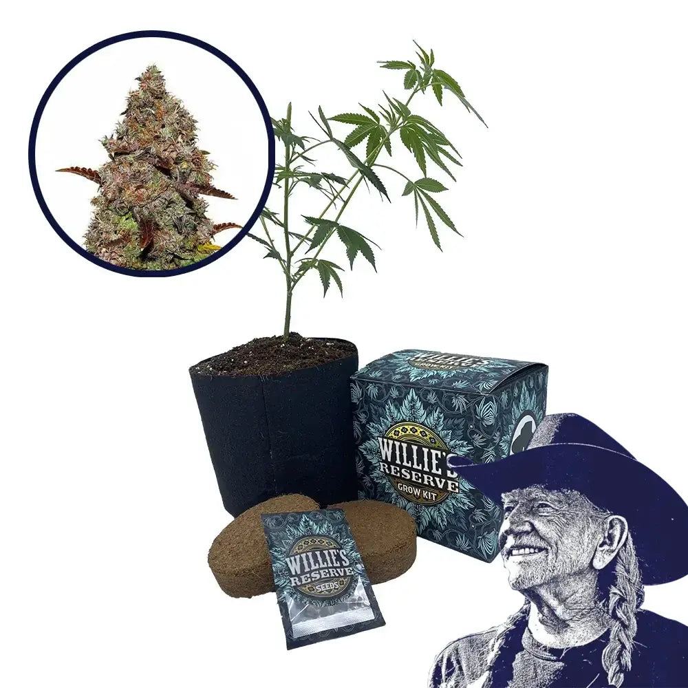 Gelato Strain High Yield Grow Kit