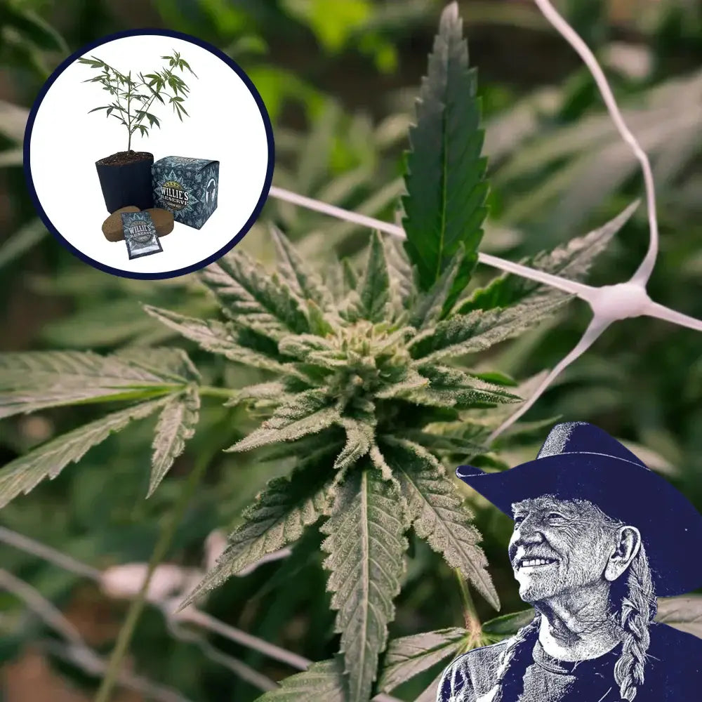 Gelato x Sex Panther Platinum Line High Yield Grow Kit