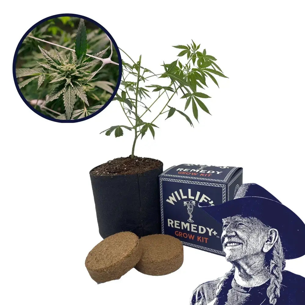 Gelato x Sex Panther Platinum Line Strain Grow Kit