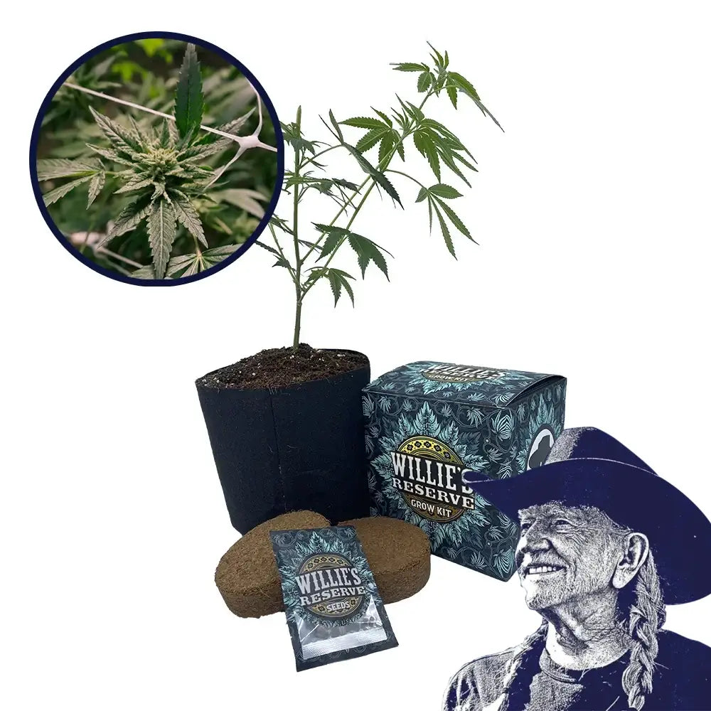 Gelato x Sex Panther Platinum Line Strain High Yield Grow Kit