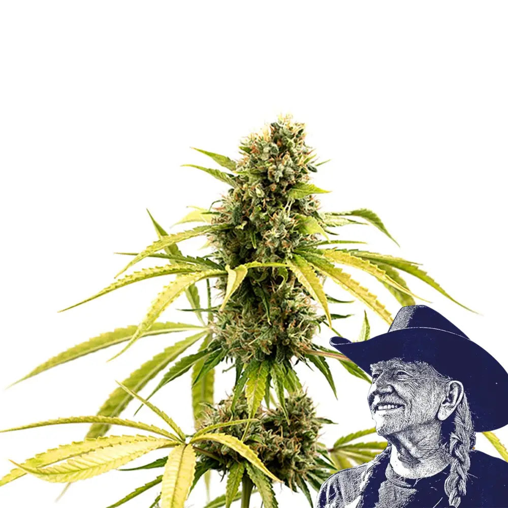 GG4 Auto
