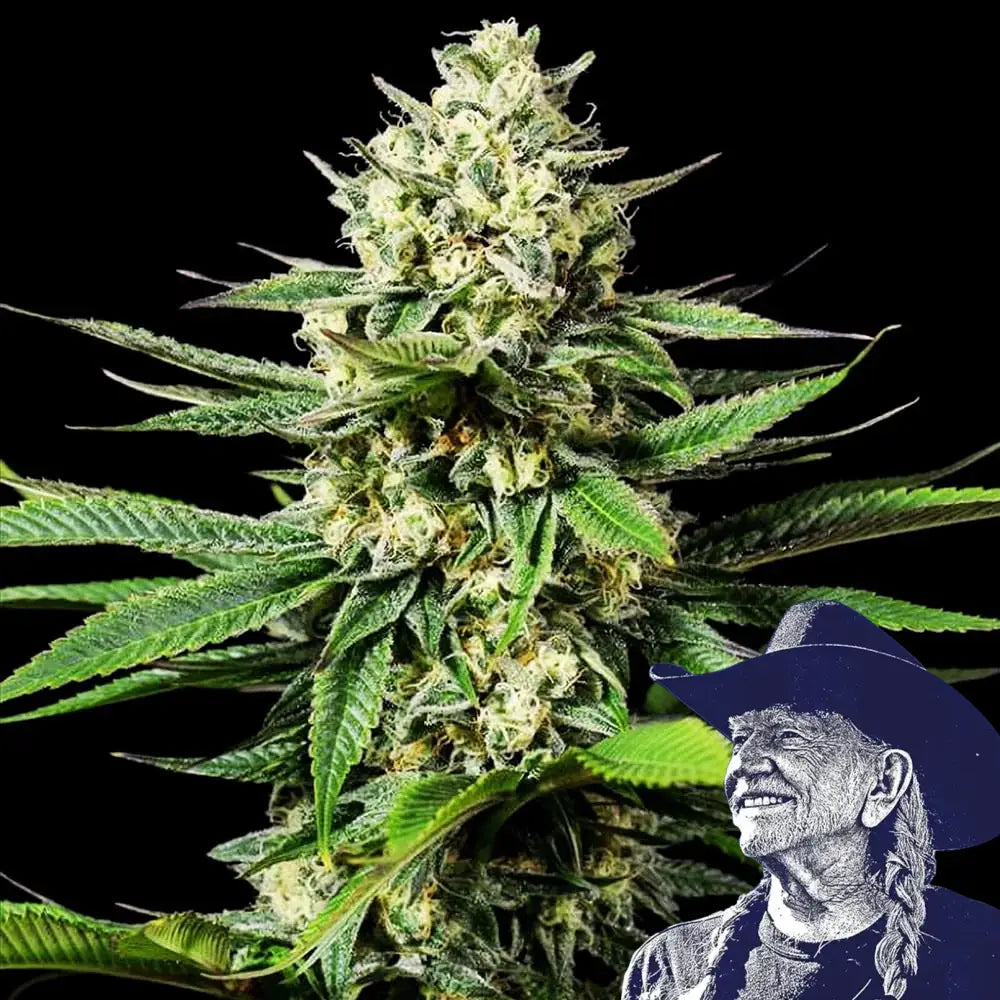 Ghost OG