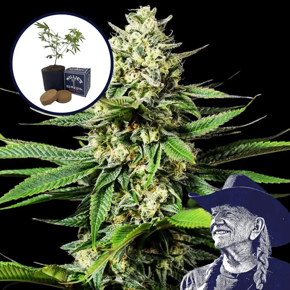 Ghost OG Grow Kit