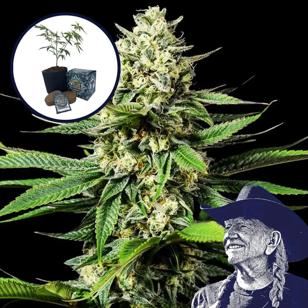 Ghost OG High Yield Grow Kit